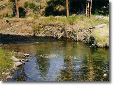 Secluded small stream, bright water